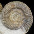 Aesthetic Parkinsonia Ammonite Fossils - Dorset, England #31714-1